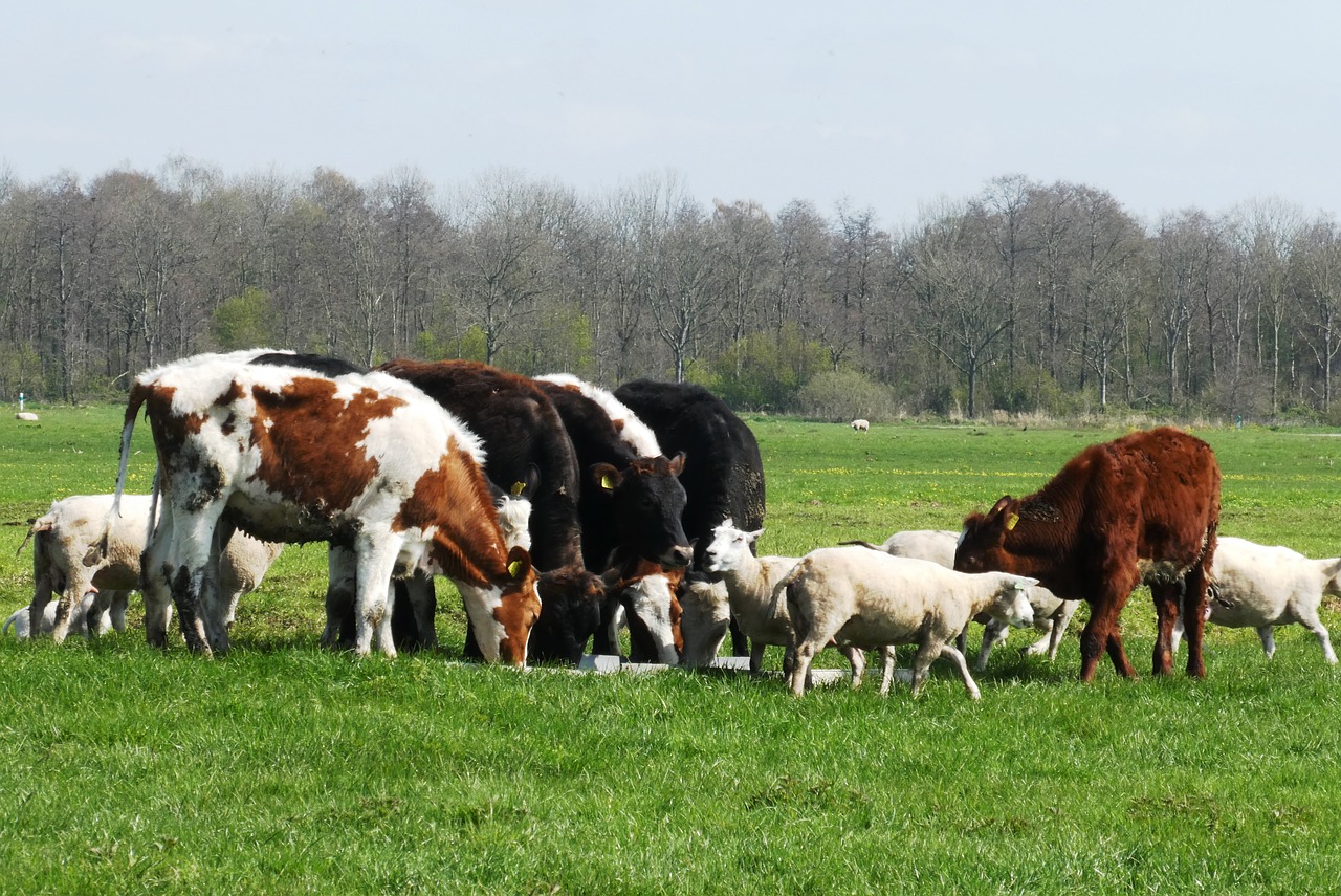 Żywienie zwierząt w gospodarstwie